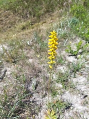 Aletris lutea image