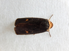 Proteuxoa testaceicollis