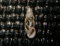 Carychium