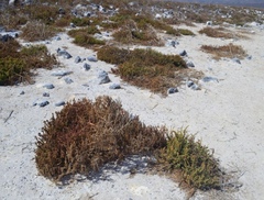 Allenrolfea occidentalis