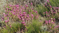 Castilleja exserta exserta
