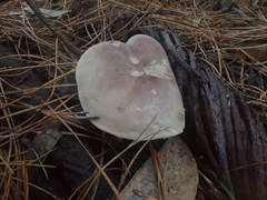 Leucopaxillus eucalyptorum