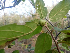 Colubrina yucatanensis