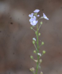 Nuttallanthus canadensis