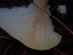Leucopaxillus eucalyptorum