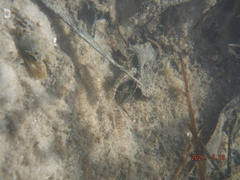 Floridichthys carpio