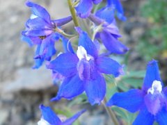 Delphinium glareosum