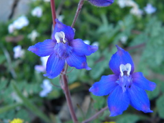 Delphinium glareosum