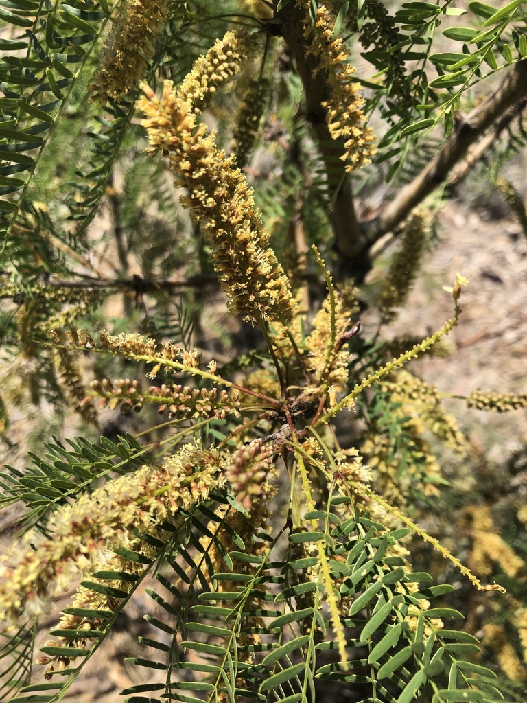 Prosopis odorata Torr. & Frém. 2