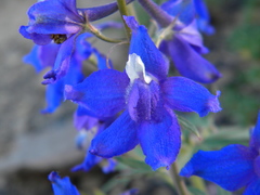 Delphinium glareosum
