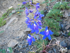 Delphinium glareosum