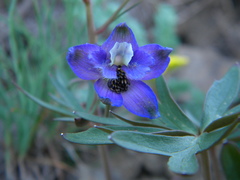 Delphinium glareosum