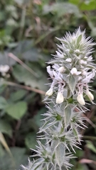 Sideritis hirsuta
