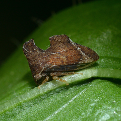 Entylia carinata