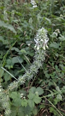 Sideritis hirsuta