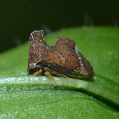 Entylia carinata