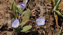 Phacelia curvipes