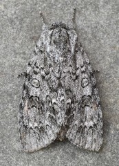Acronicta impressa