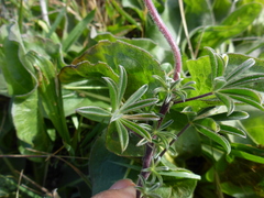 Lupinus tidestromii