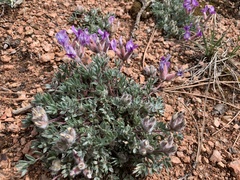 Oxytropis multiceps