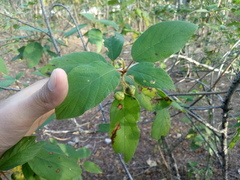 Colubrina yucatanensis