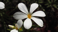Leptosiphon floribundus glaber
