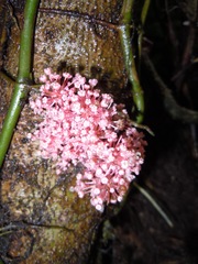 Urera baccifera