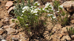 Leptosiphon floribundus glaber