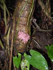 Urera baccifera