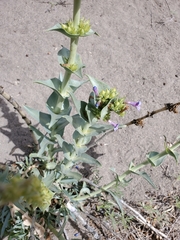 Penstemon acuminatus