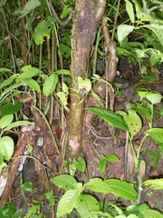 Urera baccifera