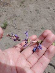 Penstemon acuminatus