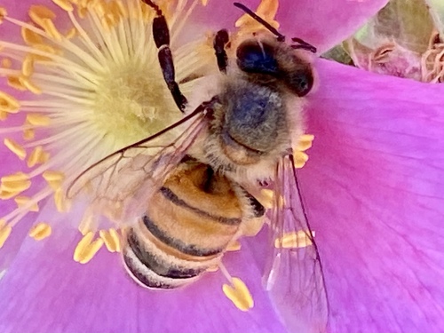 iNaturalist observation photo of Western Honey Bee