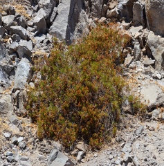 Coreocarpus dissectus