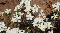 Leptosiphon floribundus glaber