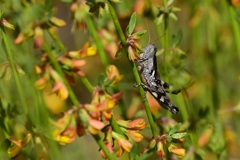 Aeoloplides fuscipes