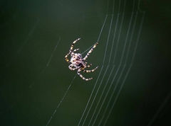 Alpaida alticeps