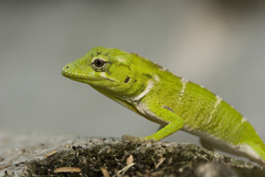 Anolis baleatus