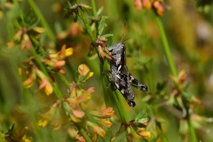 Aeoloplides fuscipes