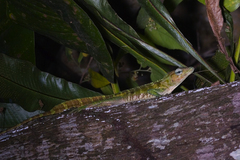 Anolis baleatus