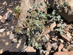 Lomatium howellii