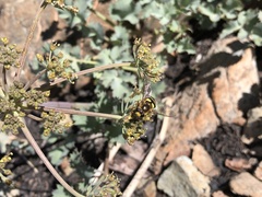 Lomatium howellii