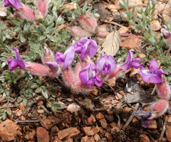 Oxytropis multiceps