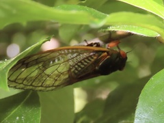 Magicicada septendecim