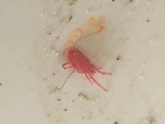 Balaustium