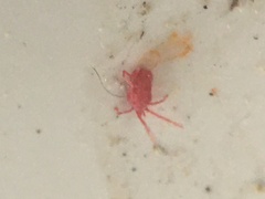Balaustium