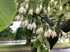 Styracaceae