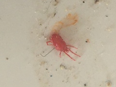 Balaustium