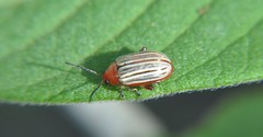 Disonycha brevilineata