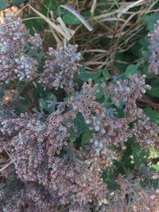 Salpianthus arenarius